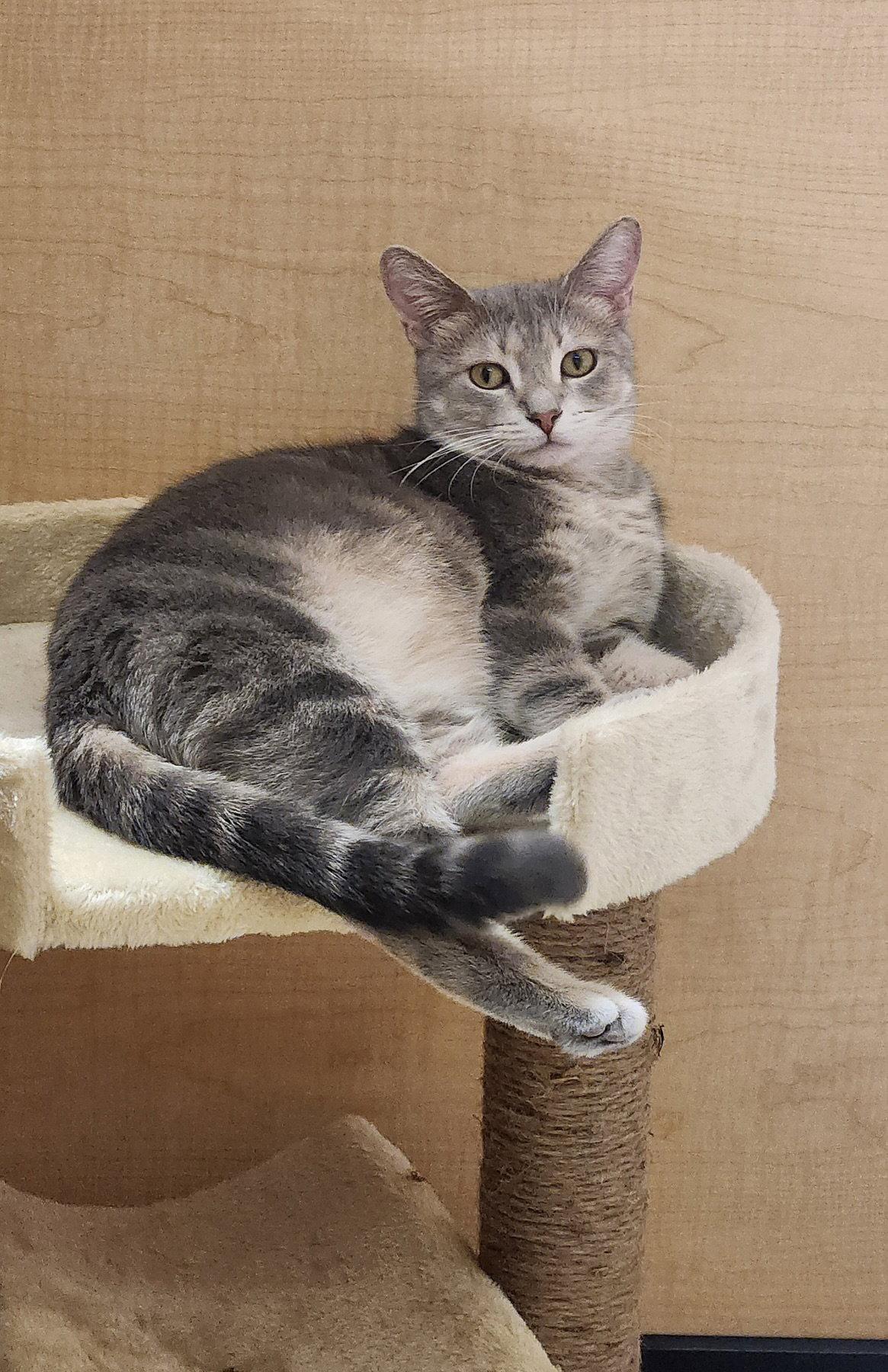 Enlarge Marge, a Adoptable Domestic Short Hair in Wheaton, IL image 2/3