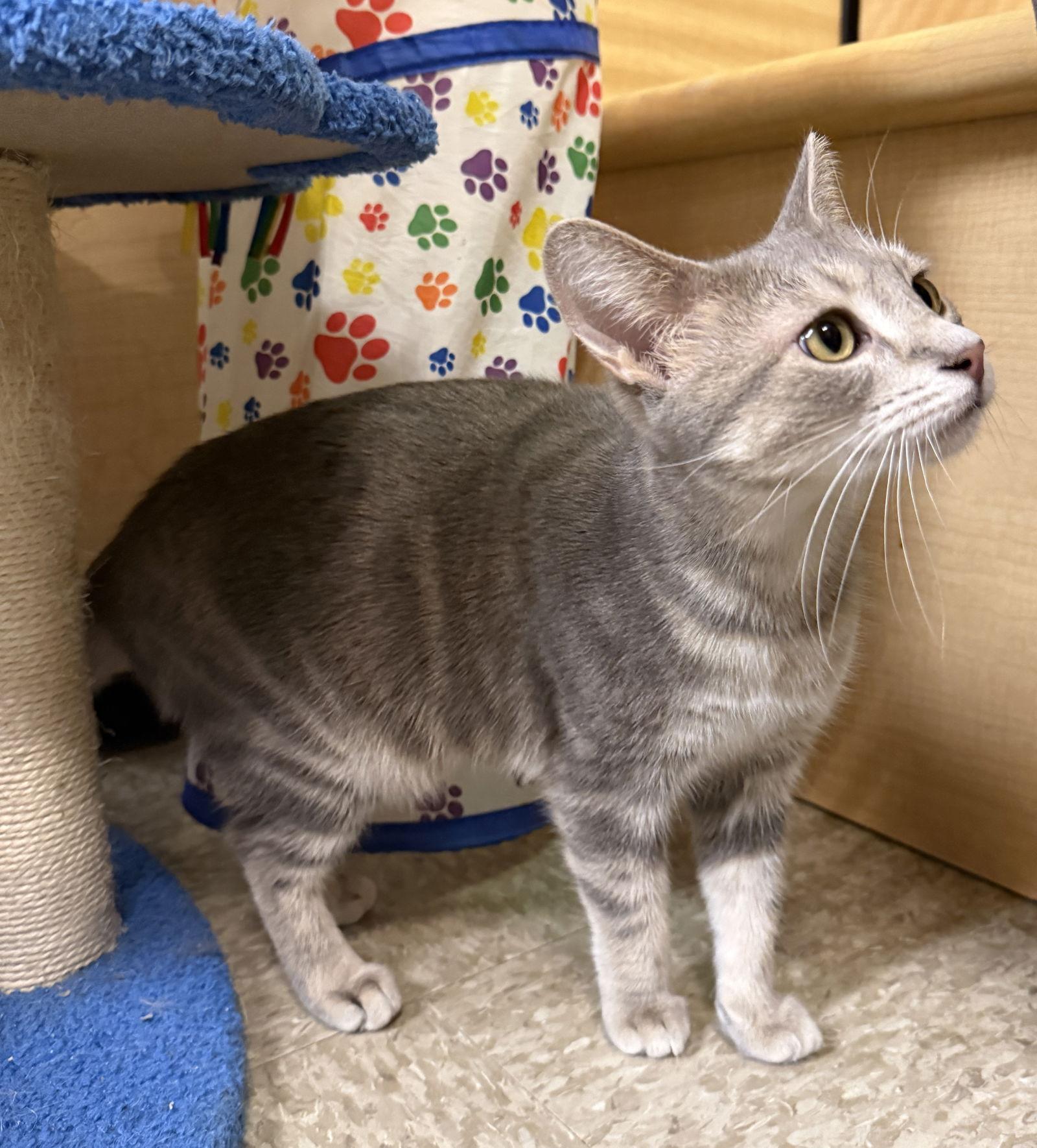 Enlarge Marge, a Adoptable Domestic Short Hair in Wheaton, IL image 3/3