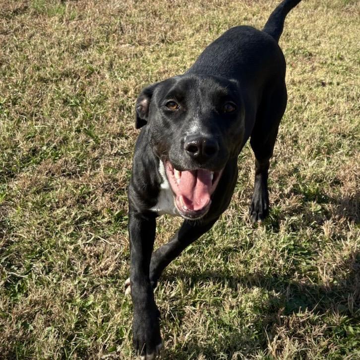 LOVES, Adoptable, Young Male Mixed Breed.