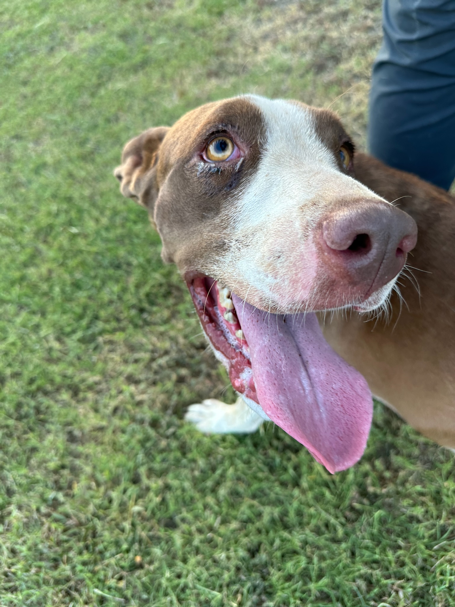 Molly, Adopted, Young Female Chocolate Labrador Retriever.