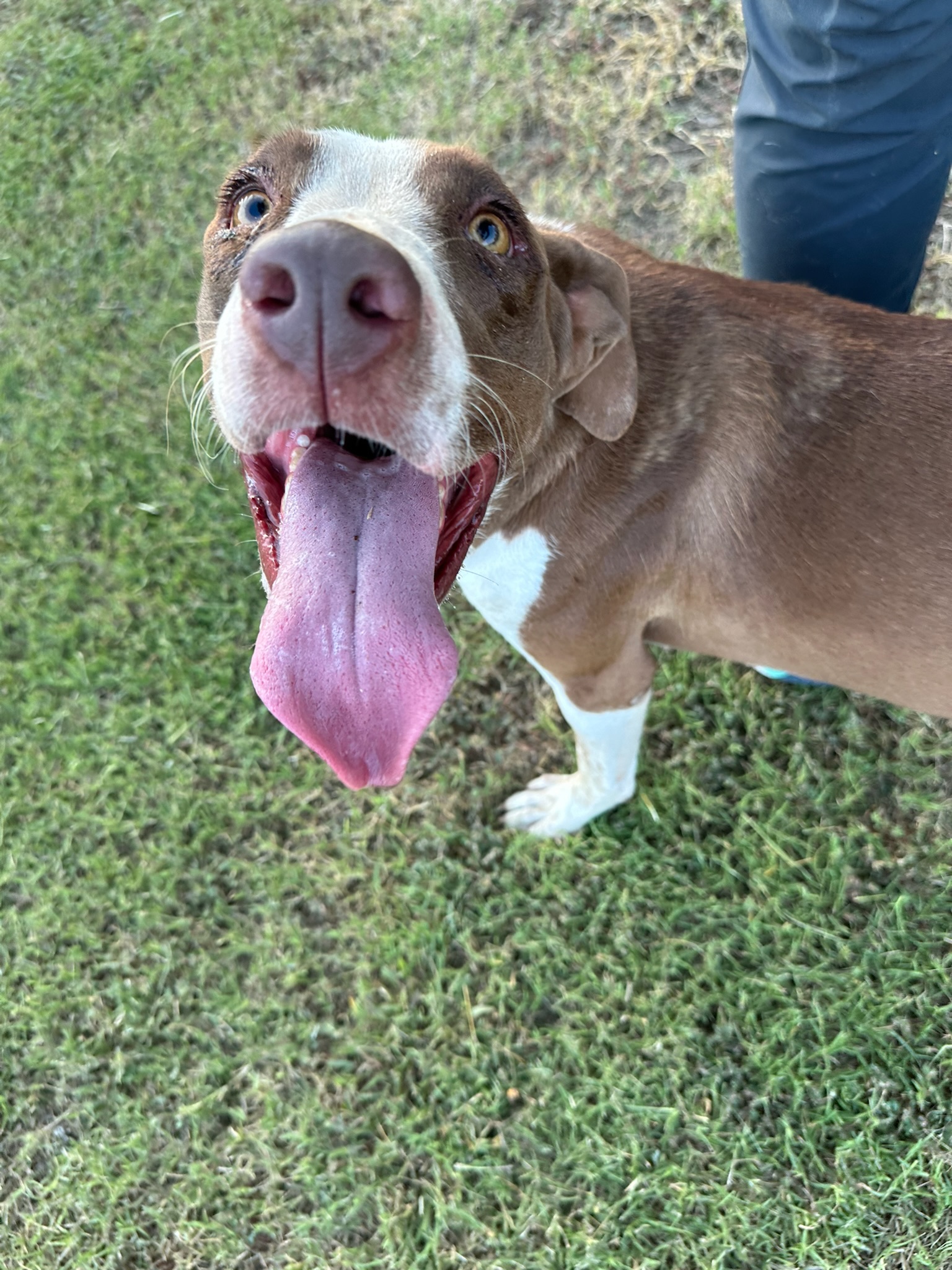 Enlarge Molly, a Adopted mixed breed in College Station, TX image 2/3