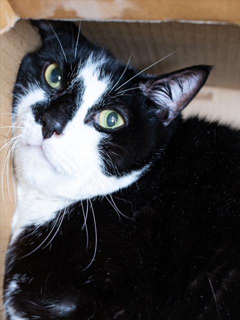 TYRONE, Adoptable, Adult Male Domestic Short Hair.
