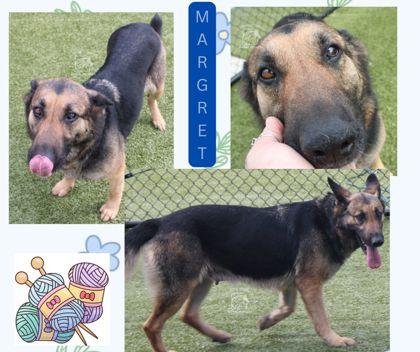 MARGRET, Adoptable, Adult Female German Shepherd Dog & Mixed Breed.