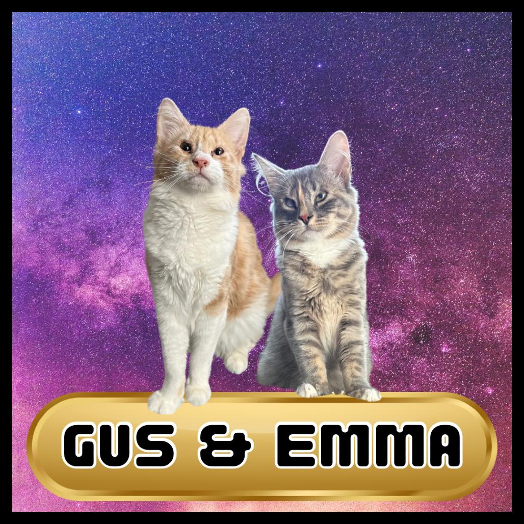 Emma & Gustave, a Adoptable Domestic Long Hair in Suisun City, CA image 1/6