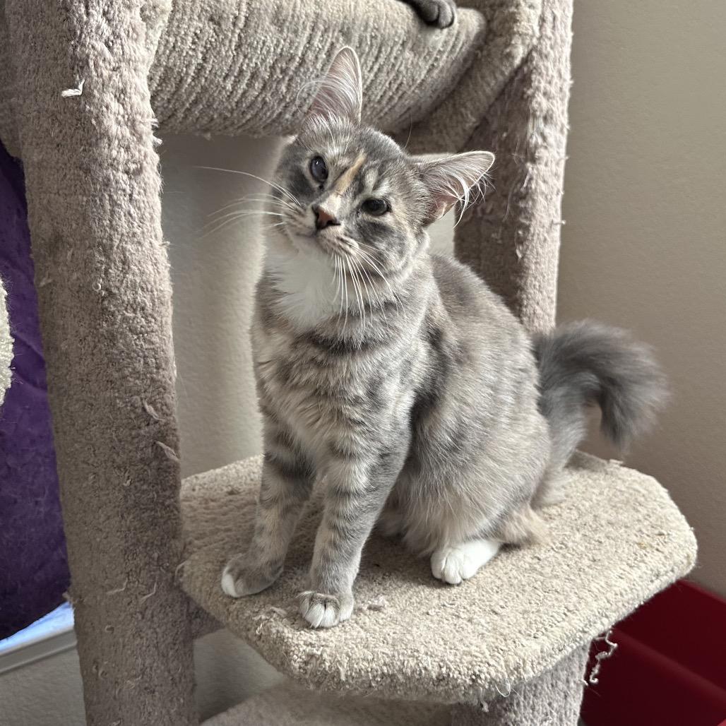 Emma & Gustave, a Adoptable Domestic Long Hair in Suisun City, CA image 2/6