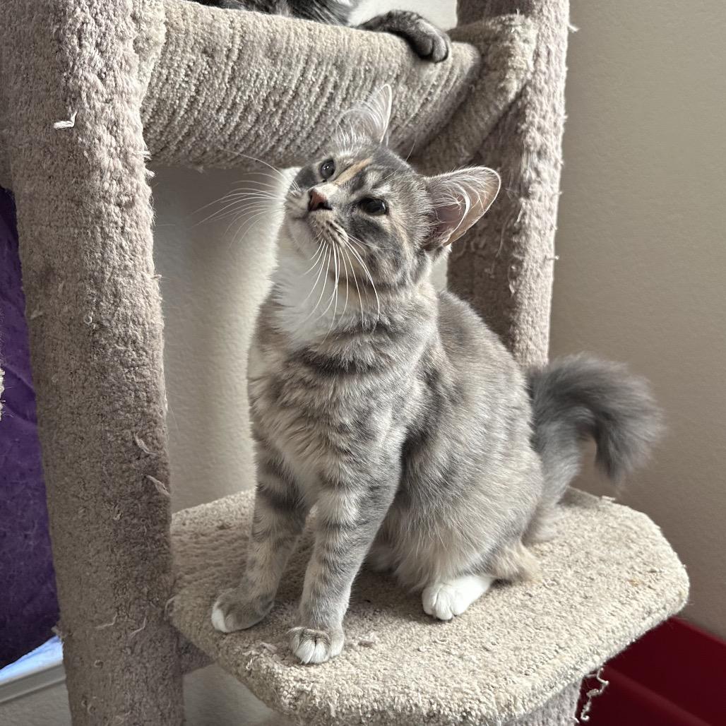 Emma & Gustave, a Adoptable Domestic Long Hair in Suisun City, CA image 3/6