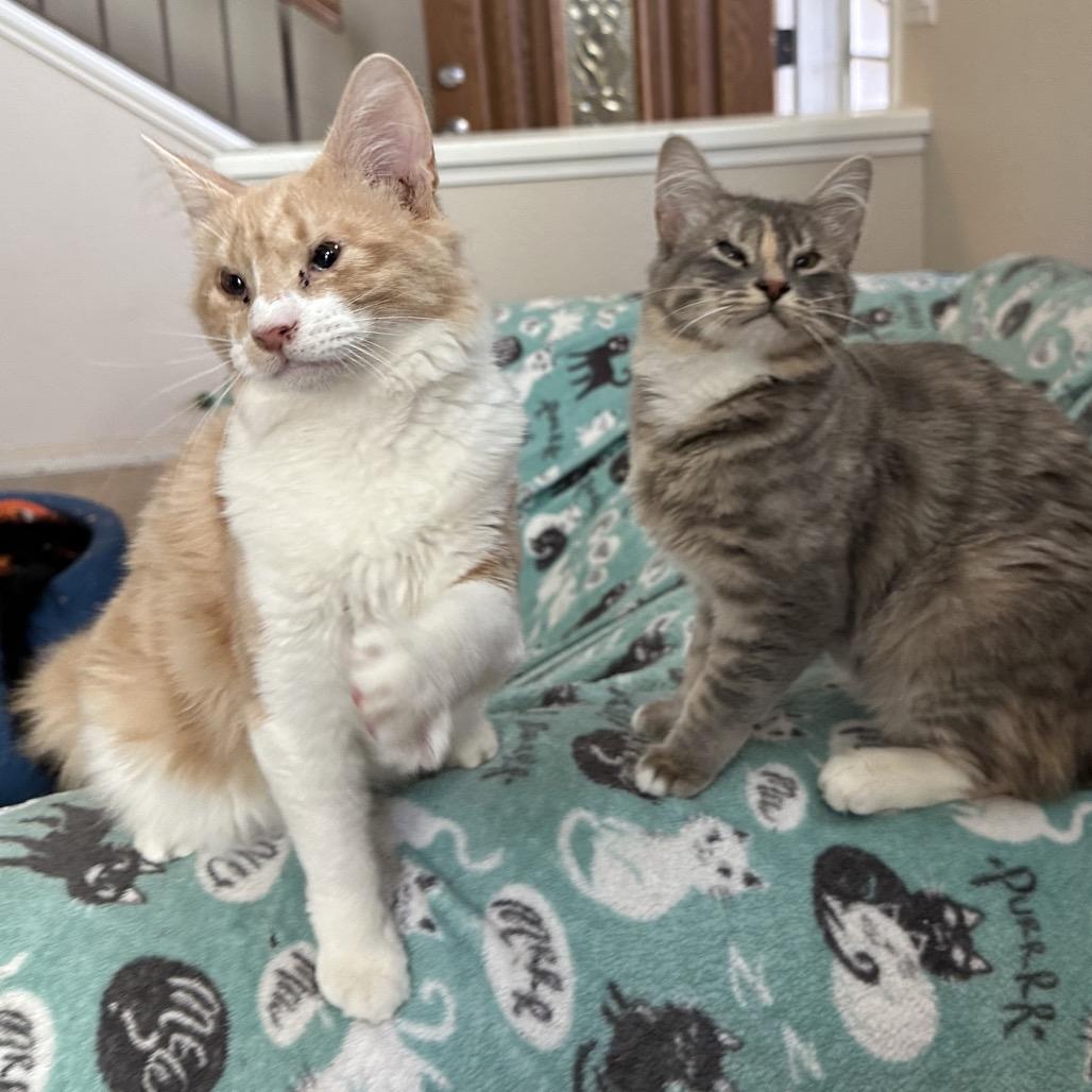 Emma & Gustave, a Adoptable Domestic Long Hair in Suisun City, CA image 4/6