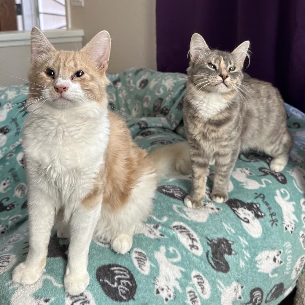 Emma & Gustave, a Adoptable Domestic Long Hair in Suisun City, CA image 5/6