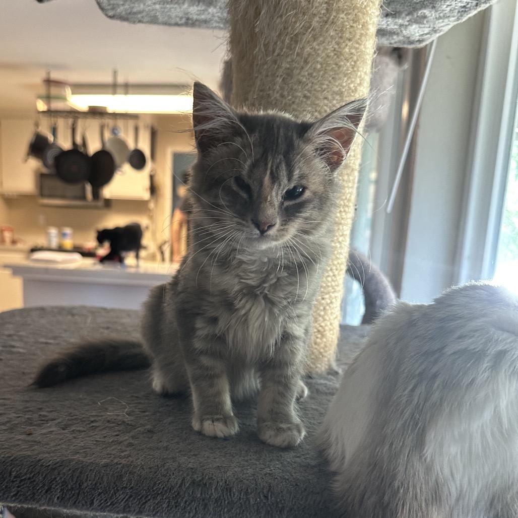 Emma & Gustave, a Adoptable Domestic Long Hair in Suisun City, CA image 6/6