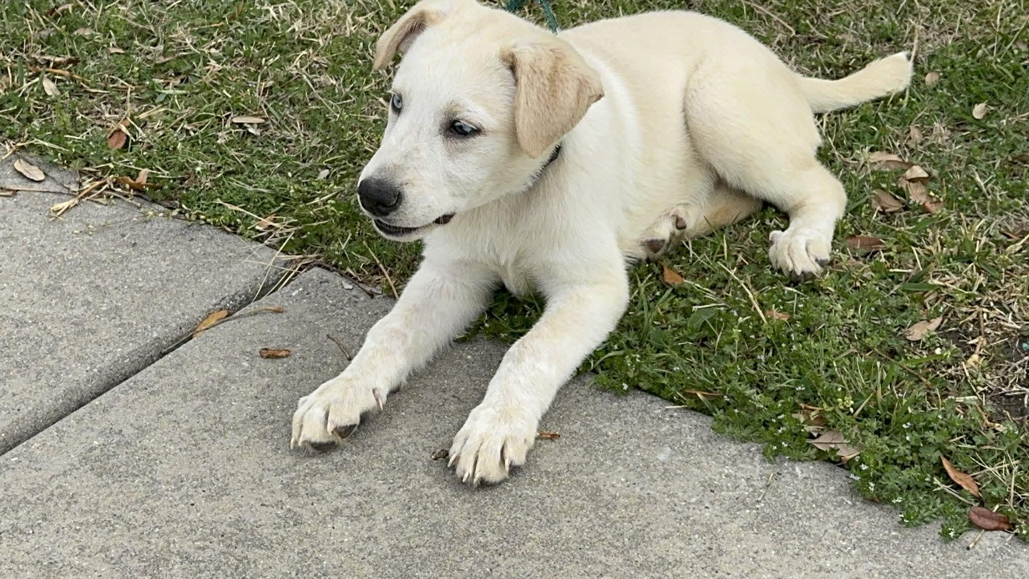 Enlarge Ivy, a ADOPTABLE mixed breed in Houston, TX image 2/4