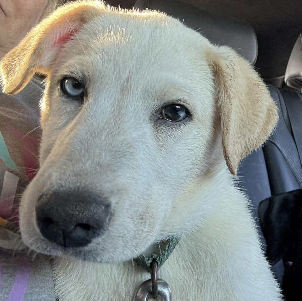 Ivy, ADOPTABLE, Puppy Female Labrador Retriever.