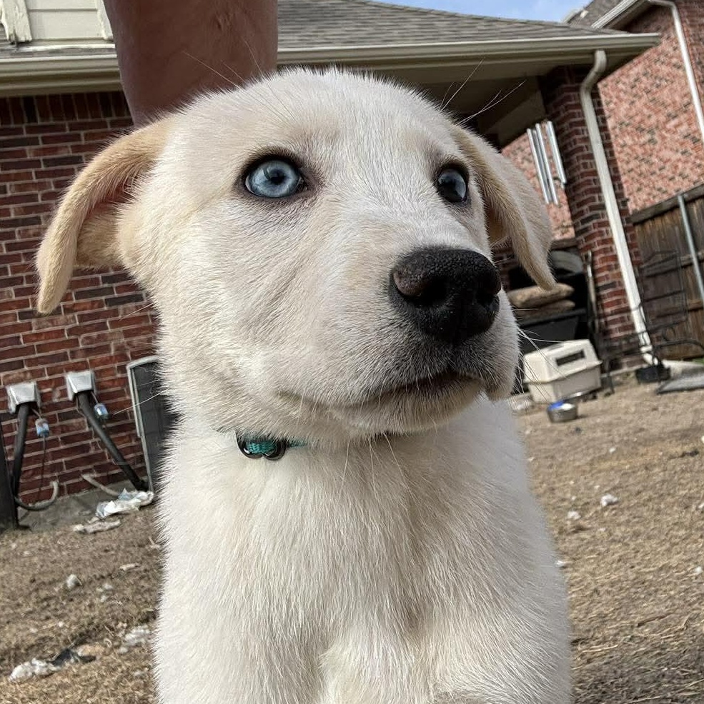 Enlarge Ivy, a ADOPTABLE mixed breed in Houston, TX image 3/4