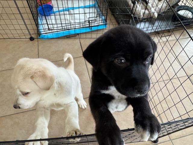 Ivy, a ADOPTABLE mixed breed in Houston, TX image 2/3