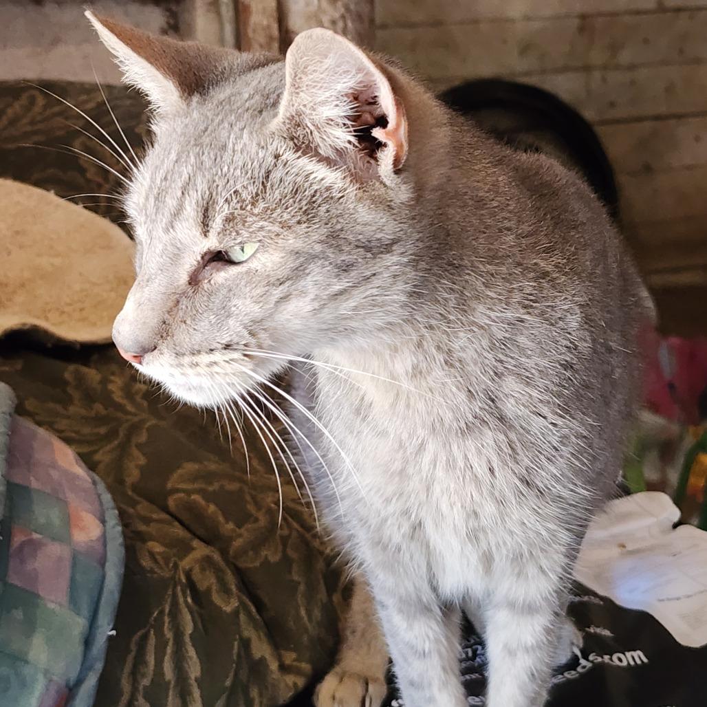 Willy Wonka, a Adoptable Domestic Short Hair in Williston, FL image 1/4