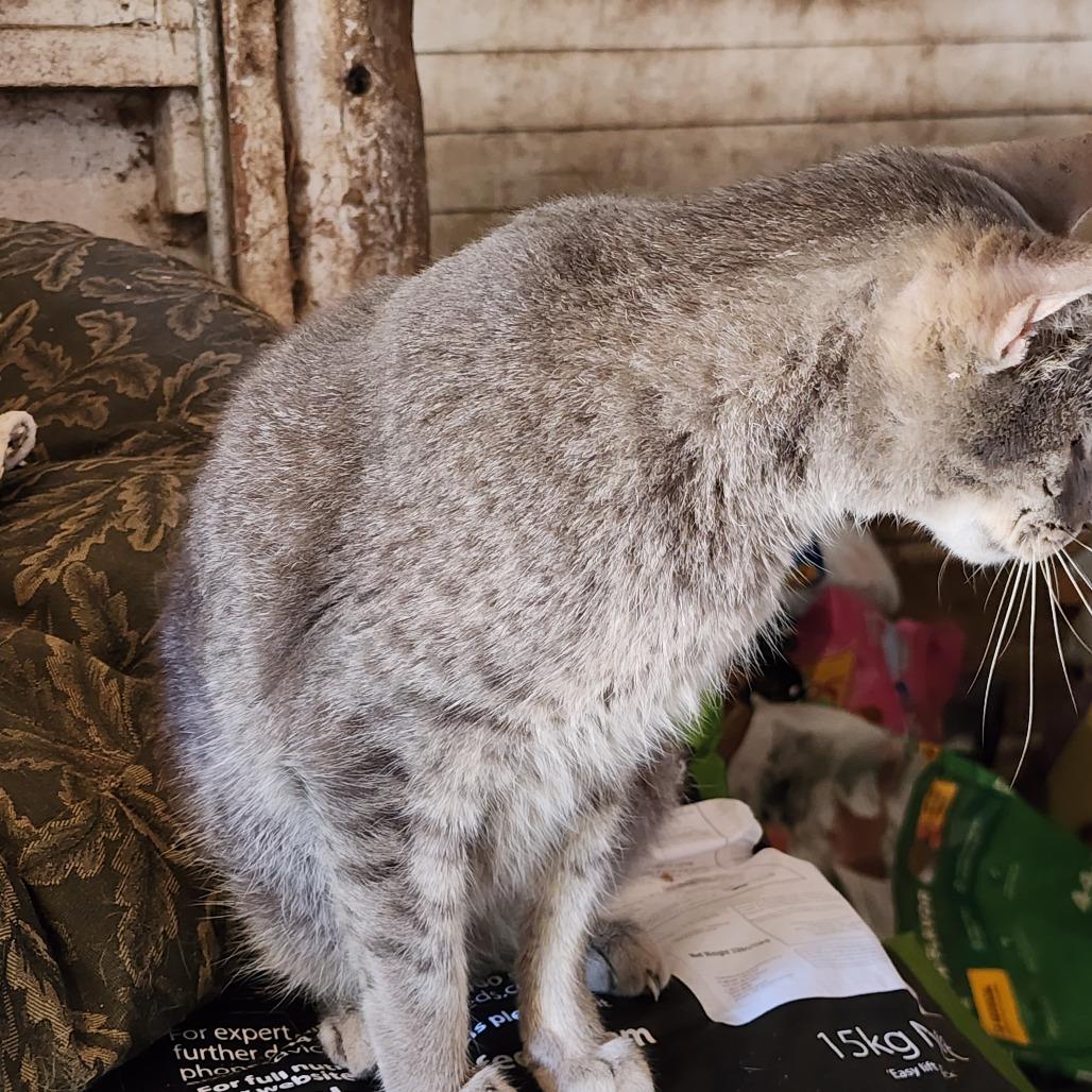 Willy Wonka, a Adoptable Domestic Short Hair in Williston, FL image 2/4