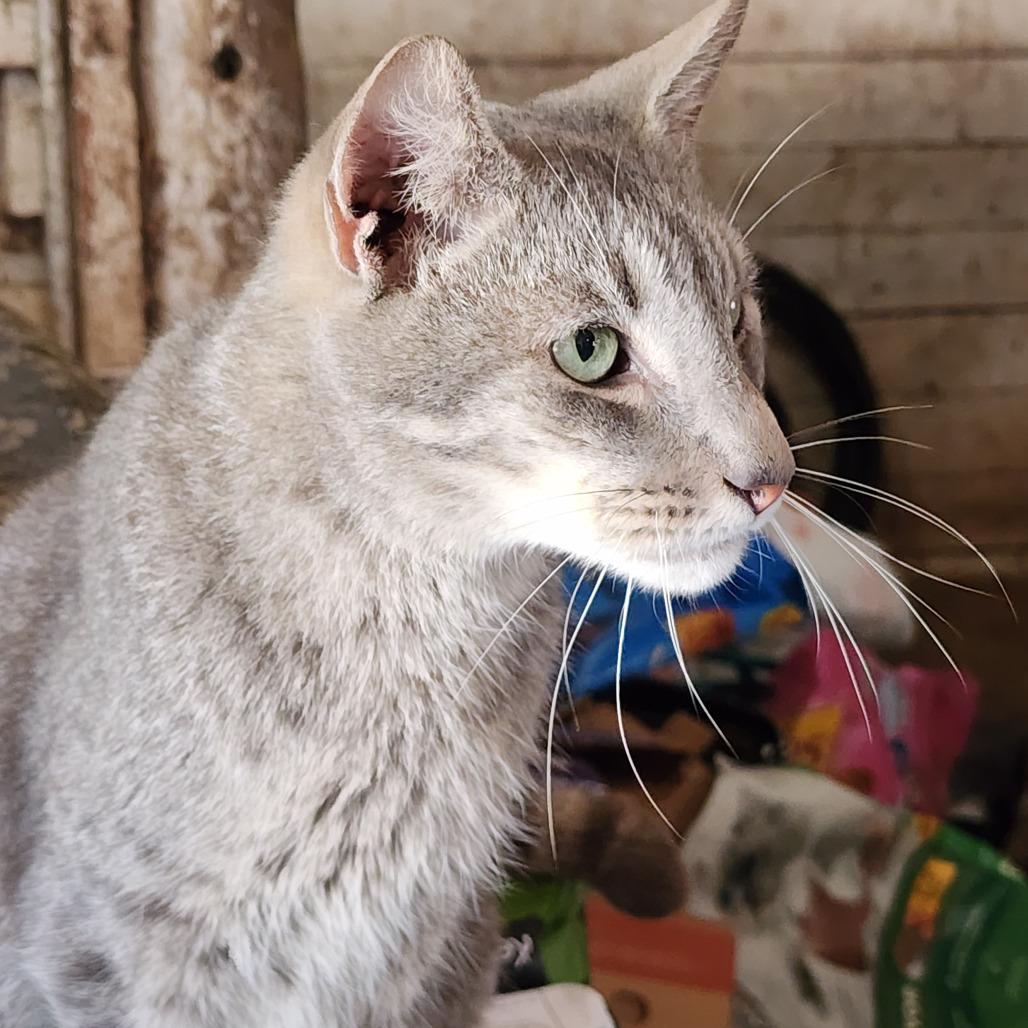 Willy Wonka, a Adoptable Domestic Short Hair in Williston, FL image 4/4