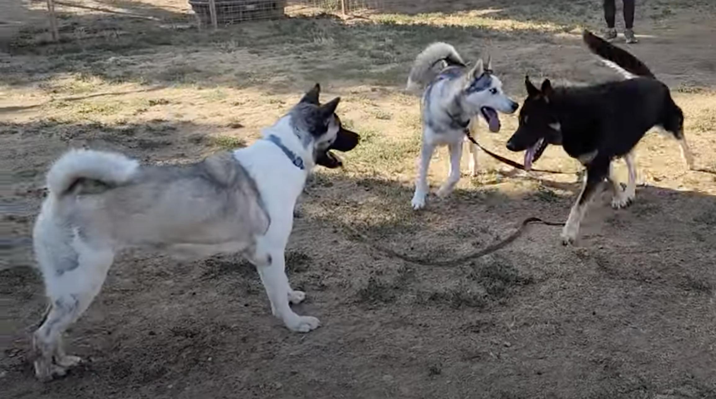 Enlarge Kimmie, a Adoptable Akita in San Francisco, CA image 3/6