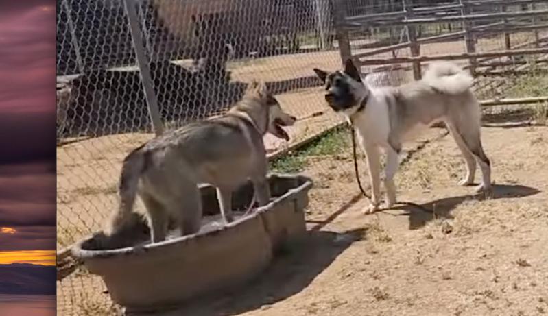 Enlarge Kimmie, a Adoptable Akita in San Francisco, CA image 4/6