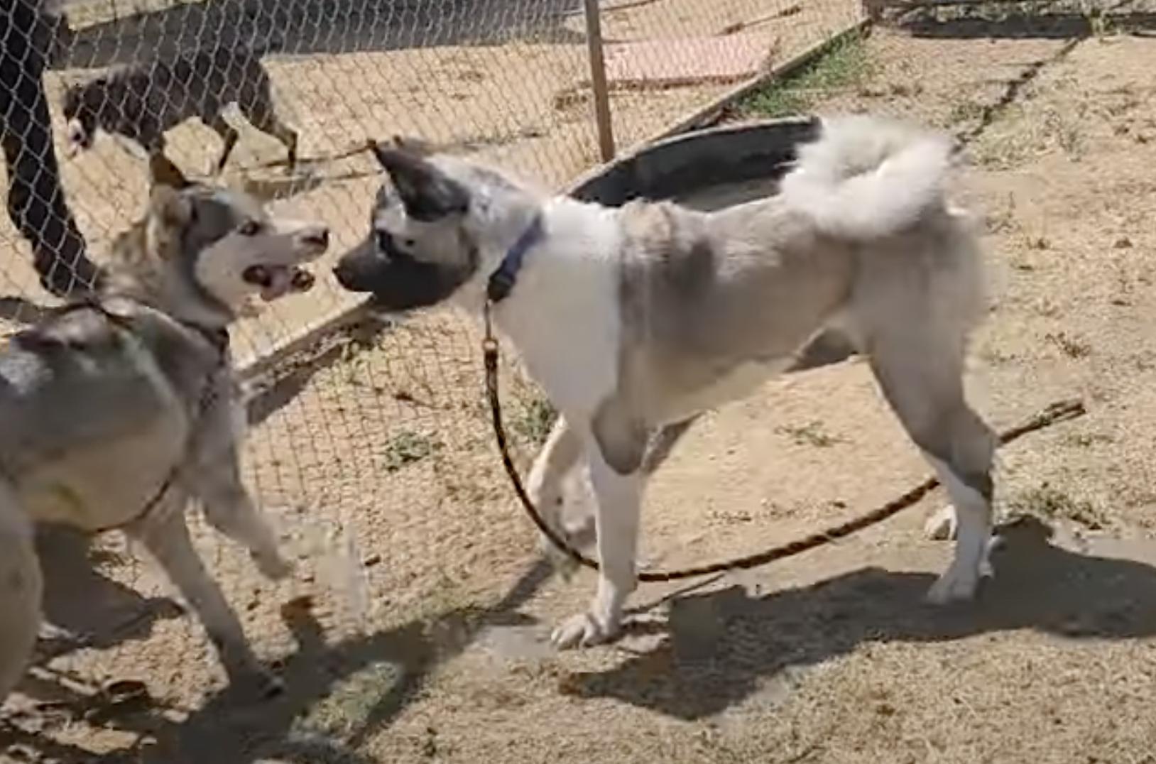 Enlarge Kimmie, a Adoptable Akita in San Francisco, CA image 2/6