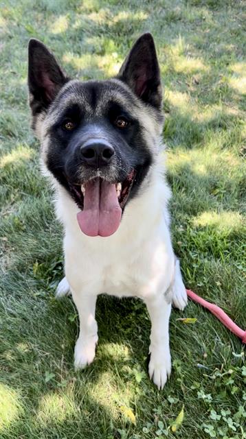 Enlarge Kimmie, a Adoptable Akita in San Francisco, CA image 1/6
