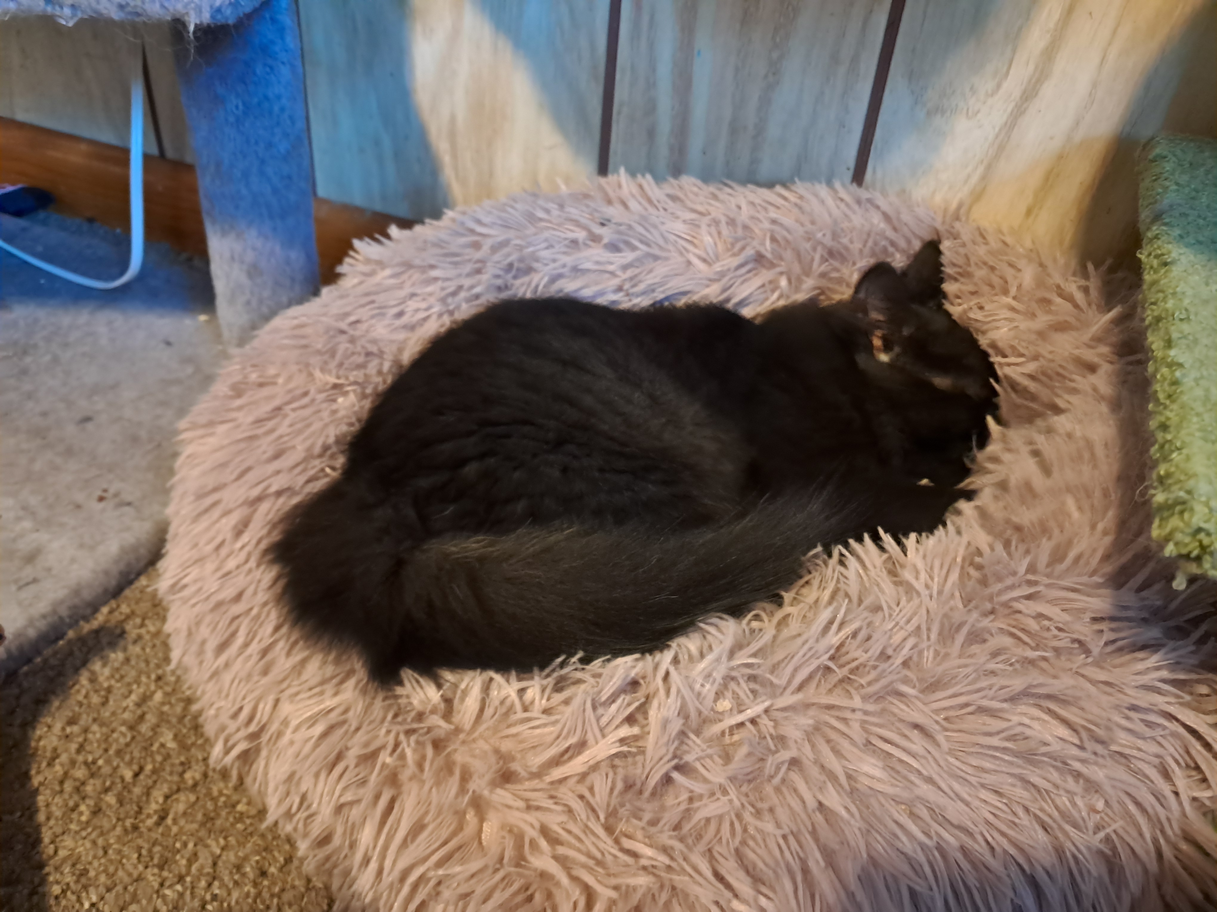 Enlarge Richie, a Adopted Domestic Long Hair in Nanticoke, PA image 1/4