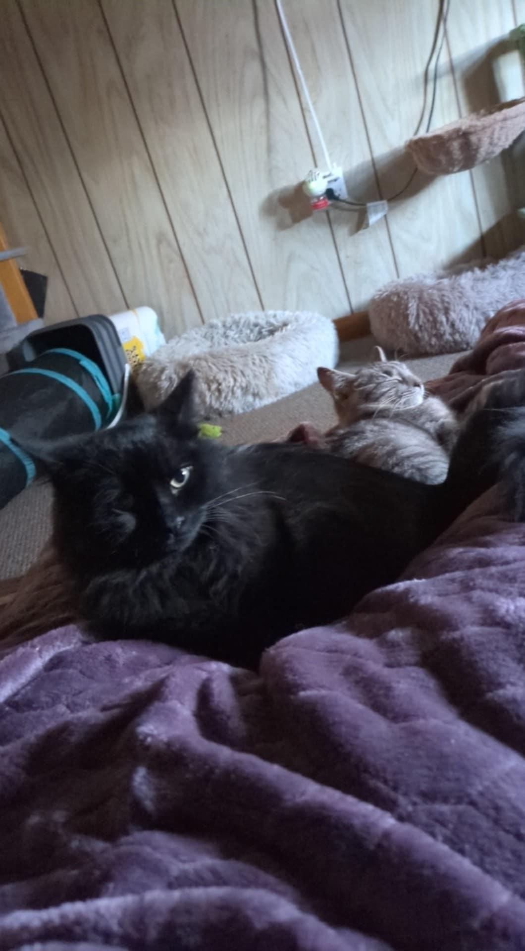 Enlarge Richie, a Adopted Domestic Long Hair in Nanticoke, PA image 2/4