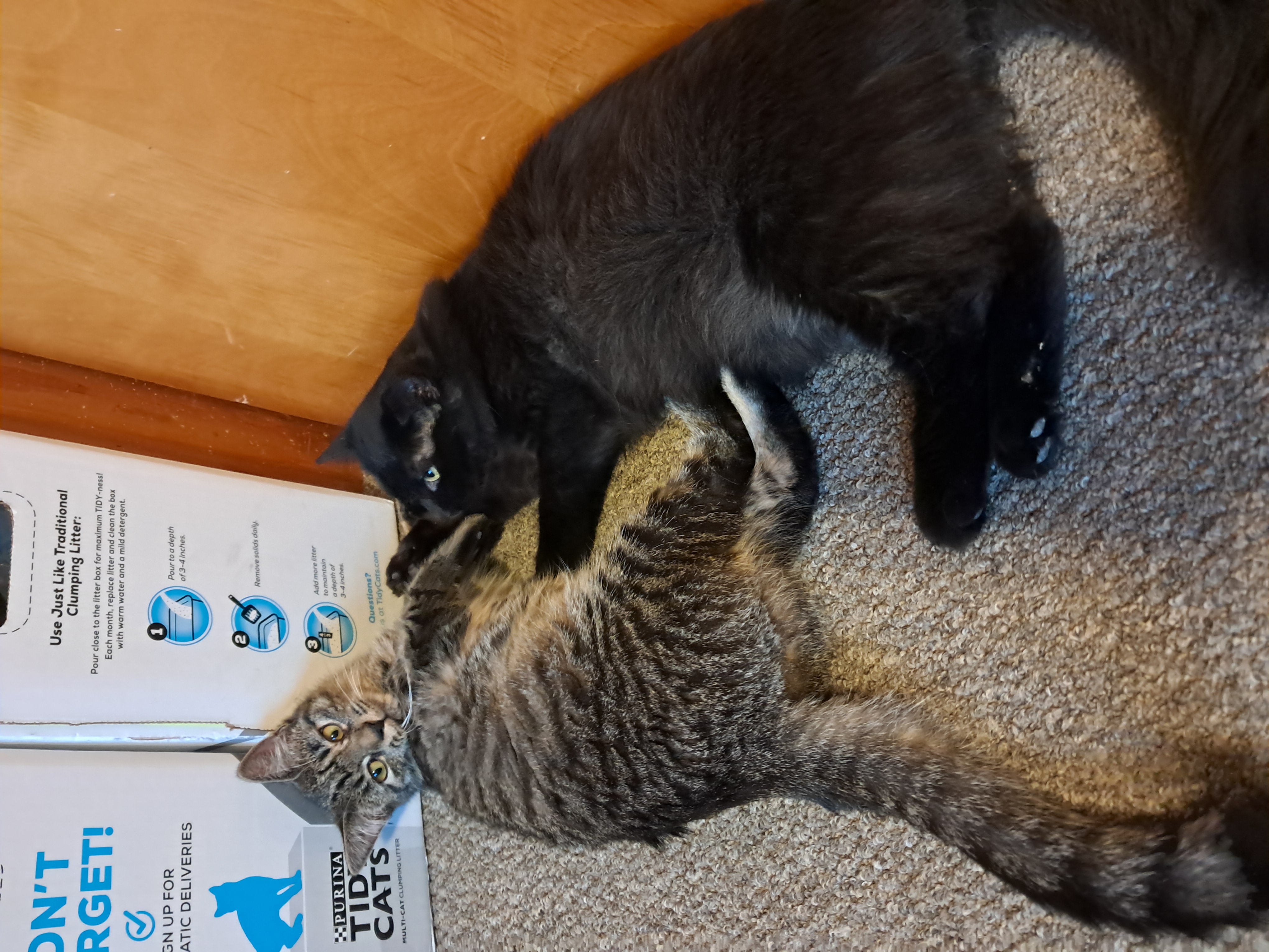 Enlarge Richie, a Adopted Domestic Long Hair in Nanticoke, PA image 3/4