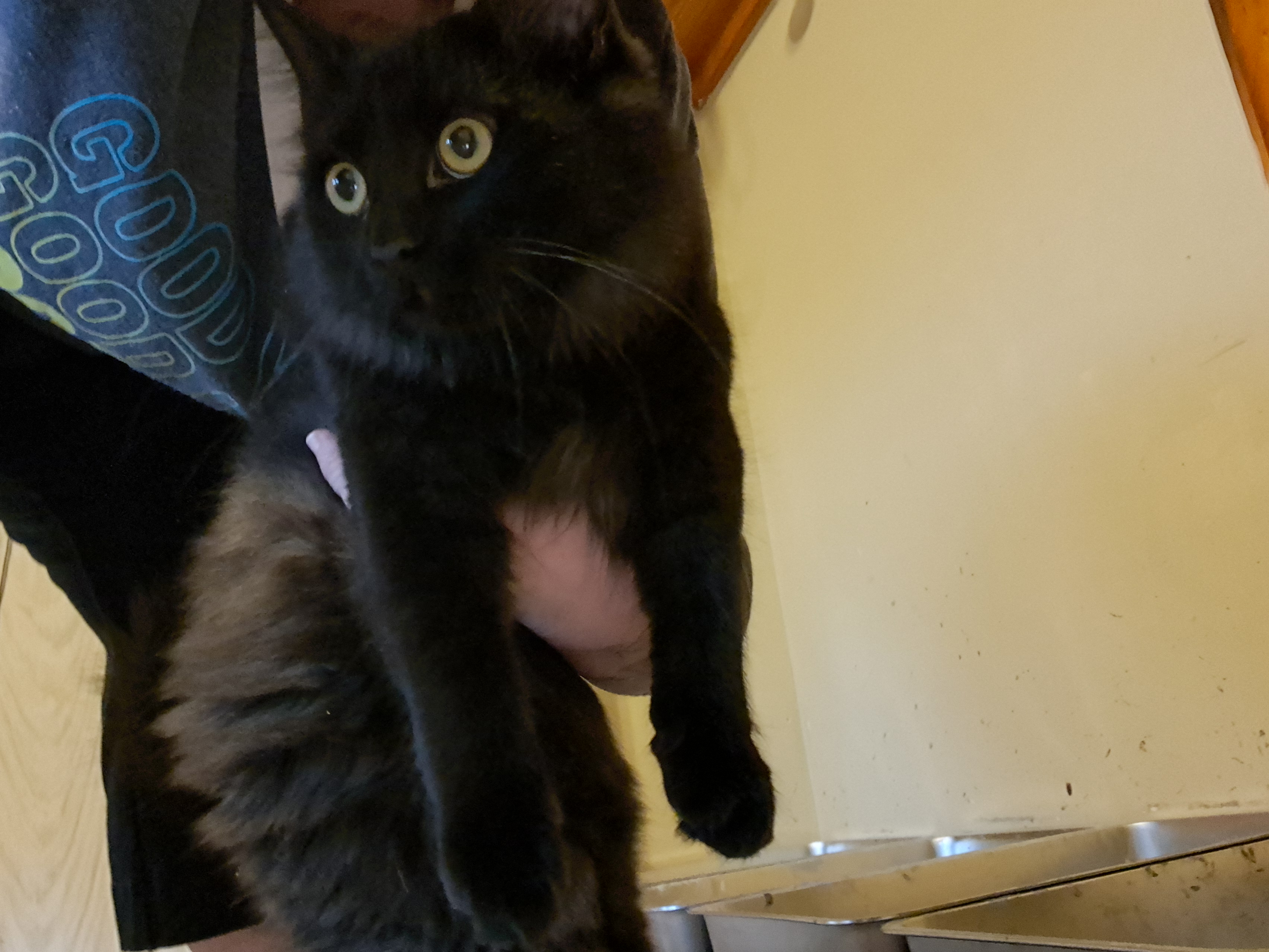 Enlarge Richie, a Adopted Domestic Long Hair in Nanticoke, PA image 4/4