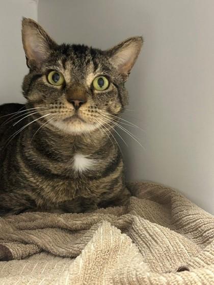 Tiger, Adoptable, Adult Male Domestic Short Hair & Domestic Short Hair.
