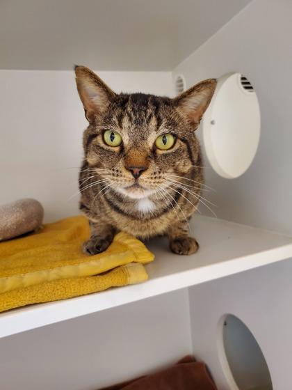 Enlarge Tiger, a Adoptable mixed breed in Fairfax, VA image 2/3