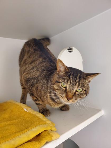 Enlarge Tiger, a Adoptable mixed breed in Fairfax, VA image 3/3