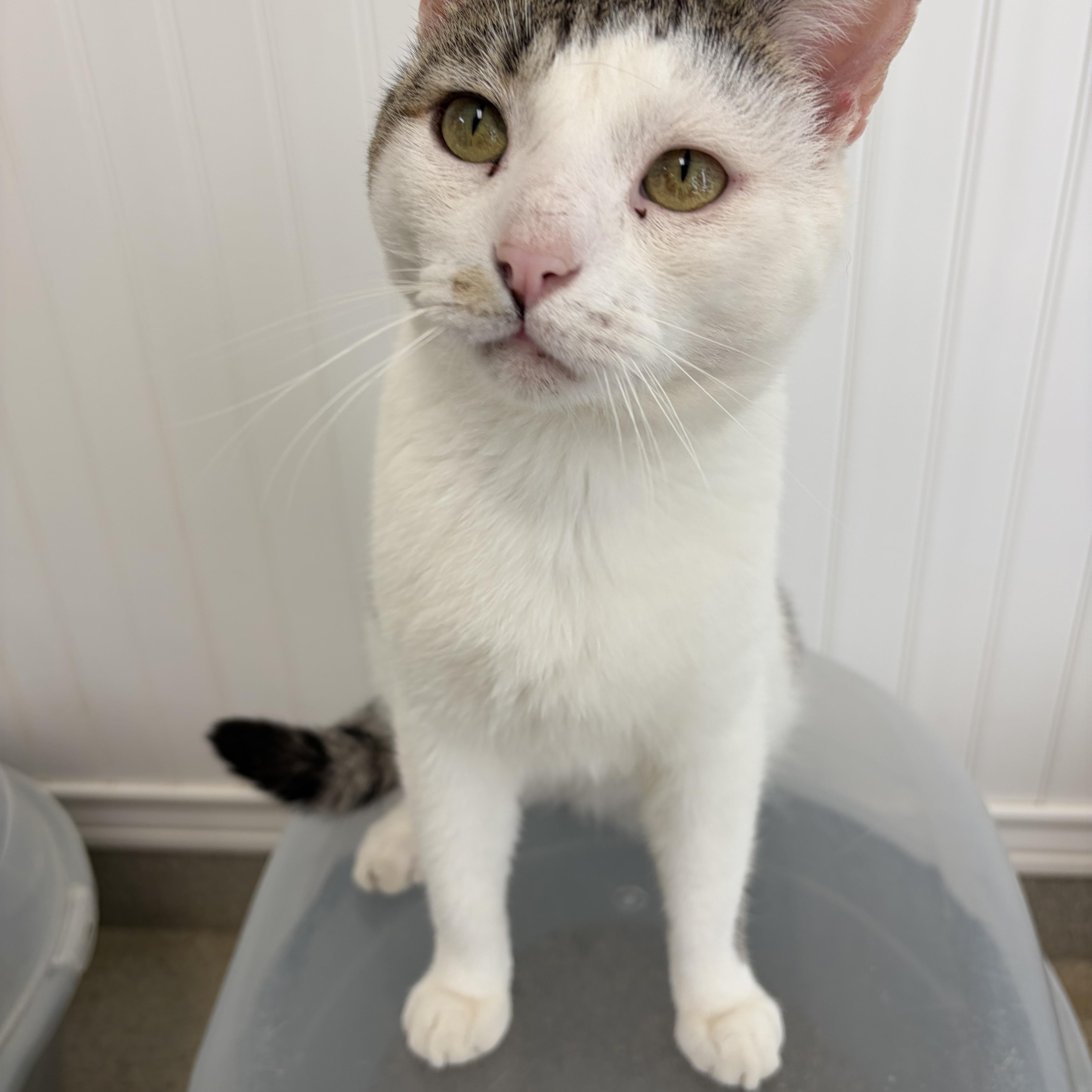 Manny, ADOPTABLE, Adult Male Domestic Short Hair.