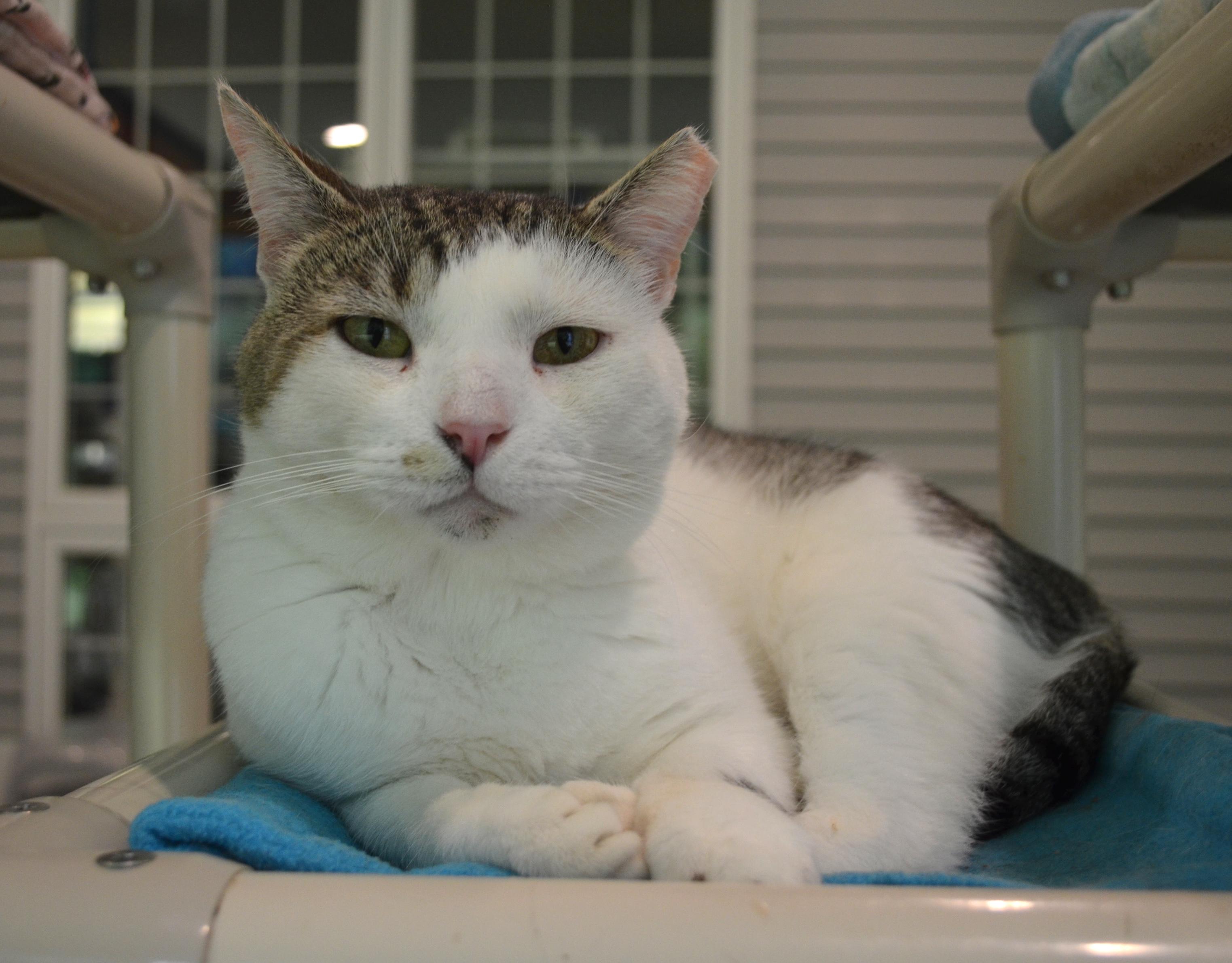 Manny, a ADOPTABLE Domestic Short Hair in Westbrook, CT image 5/6