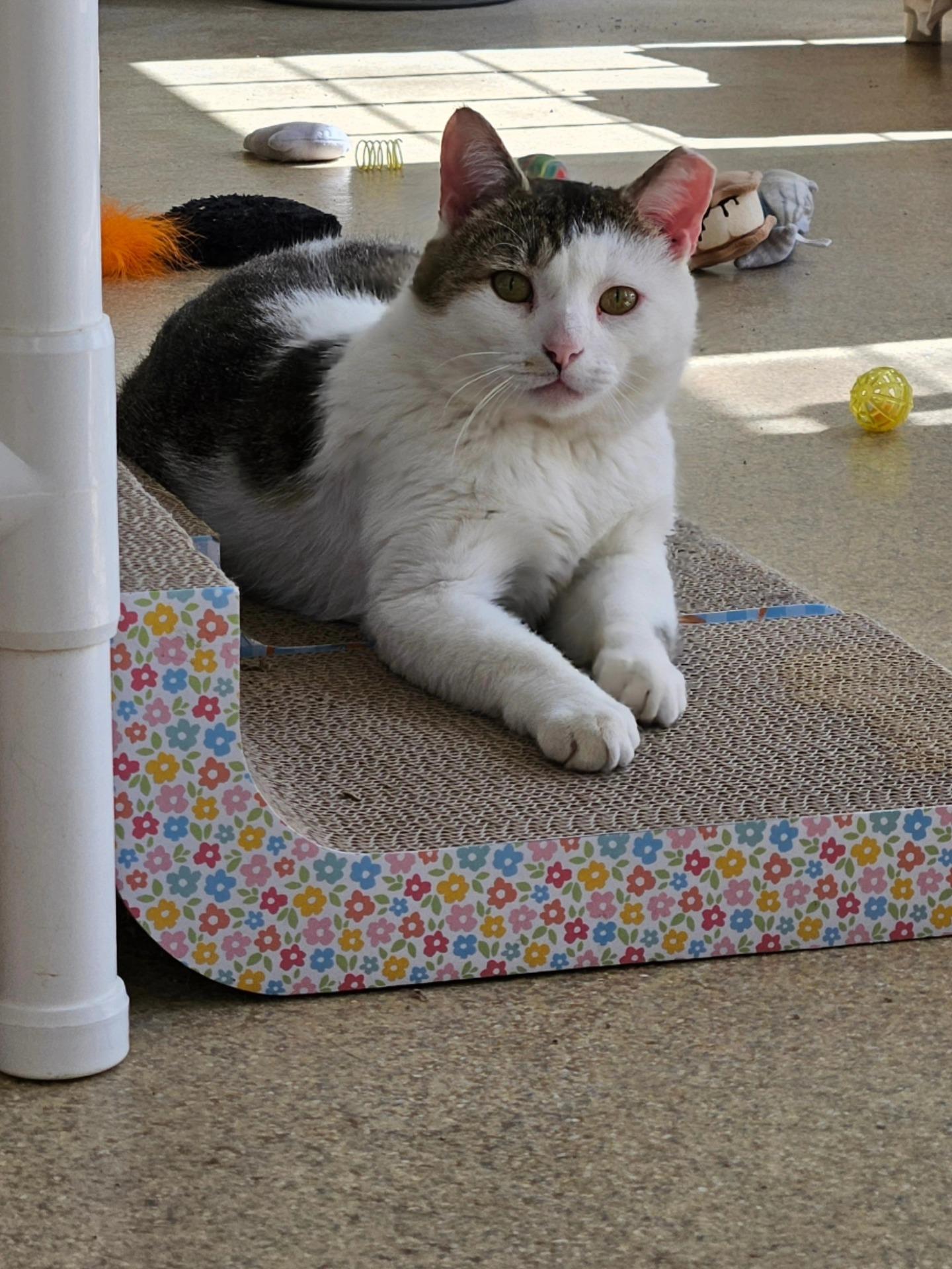 Manny, a ADOPTABLE Domestic Short Hair in Westbrook, CT image 5/5