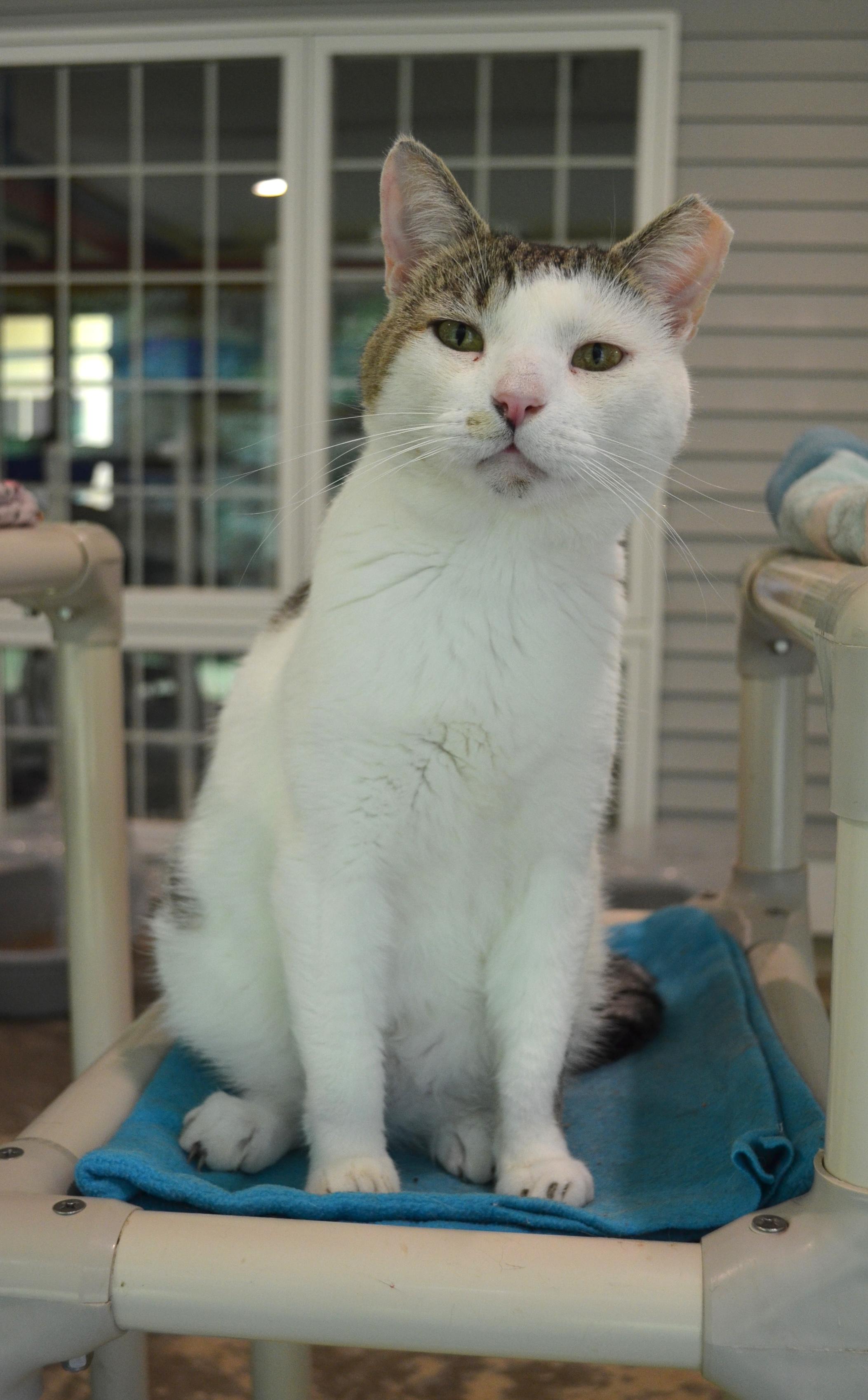 Manny, a ADOPTABLE Domestic Short Hair in Westbrook, CT image 6/6
