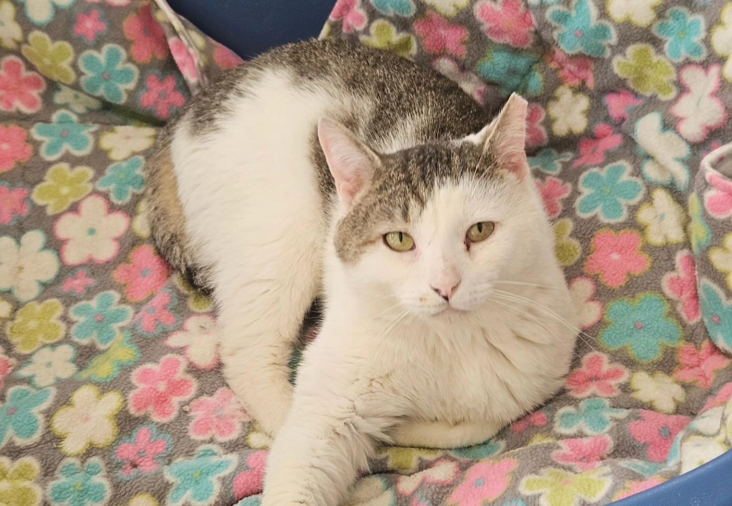 Manny, a ADOPTABLE Domestic Short Hair in Westbrook, CT image 2/5