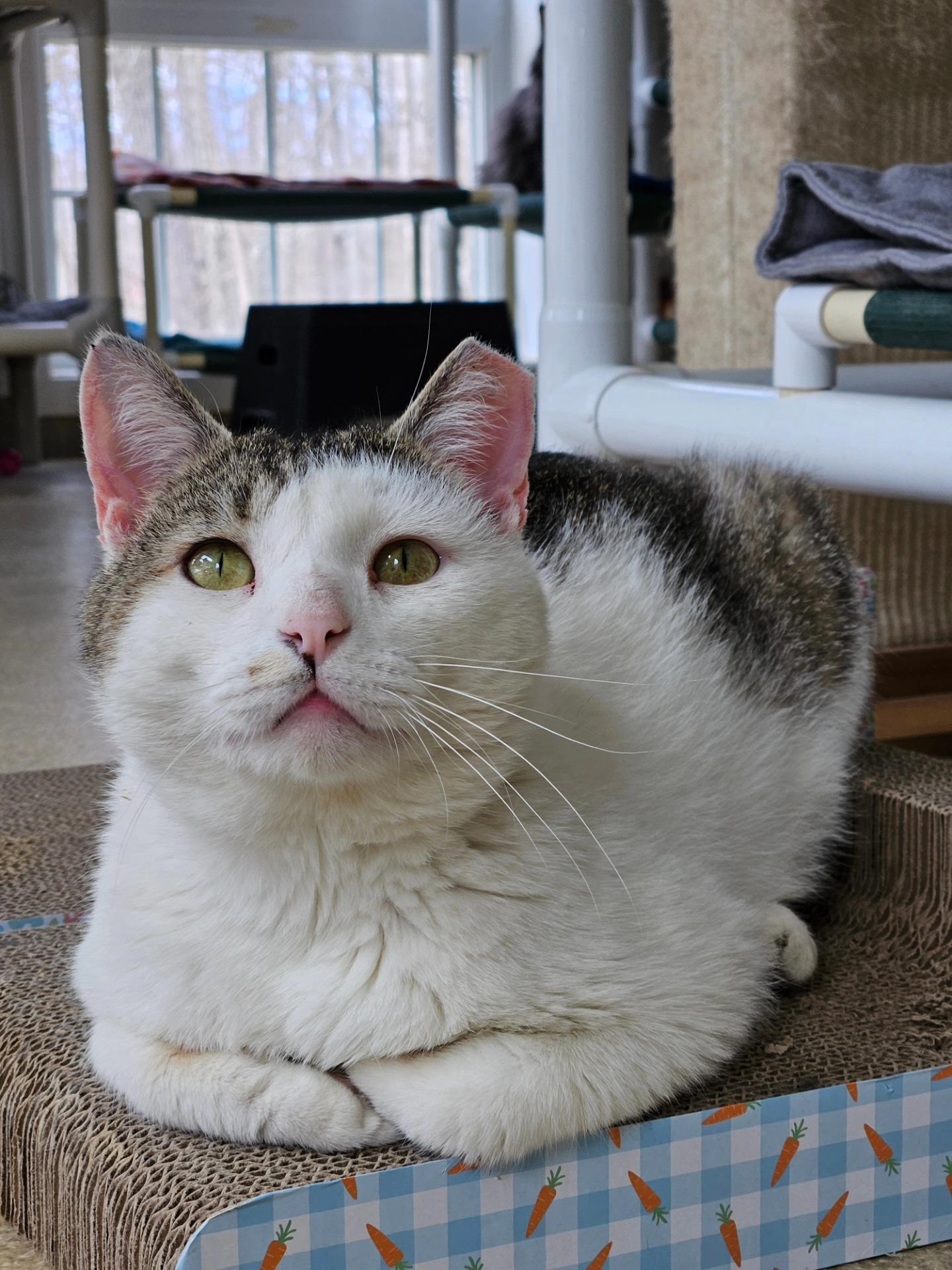 Manny, a ADOPTABLE Domestic Short Hair in Westbrook, CT image 4/5