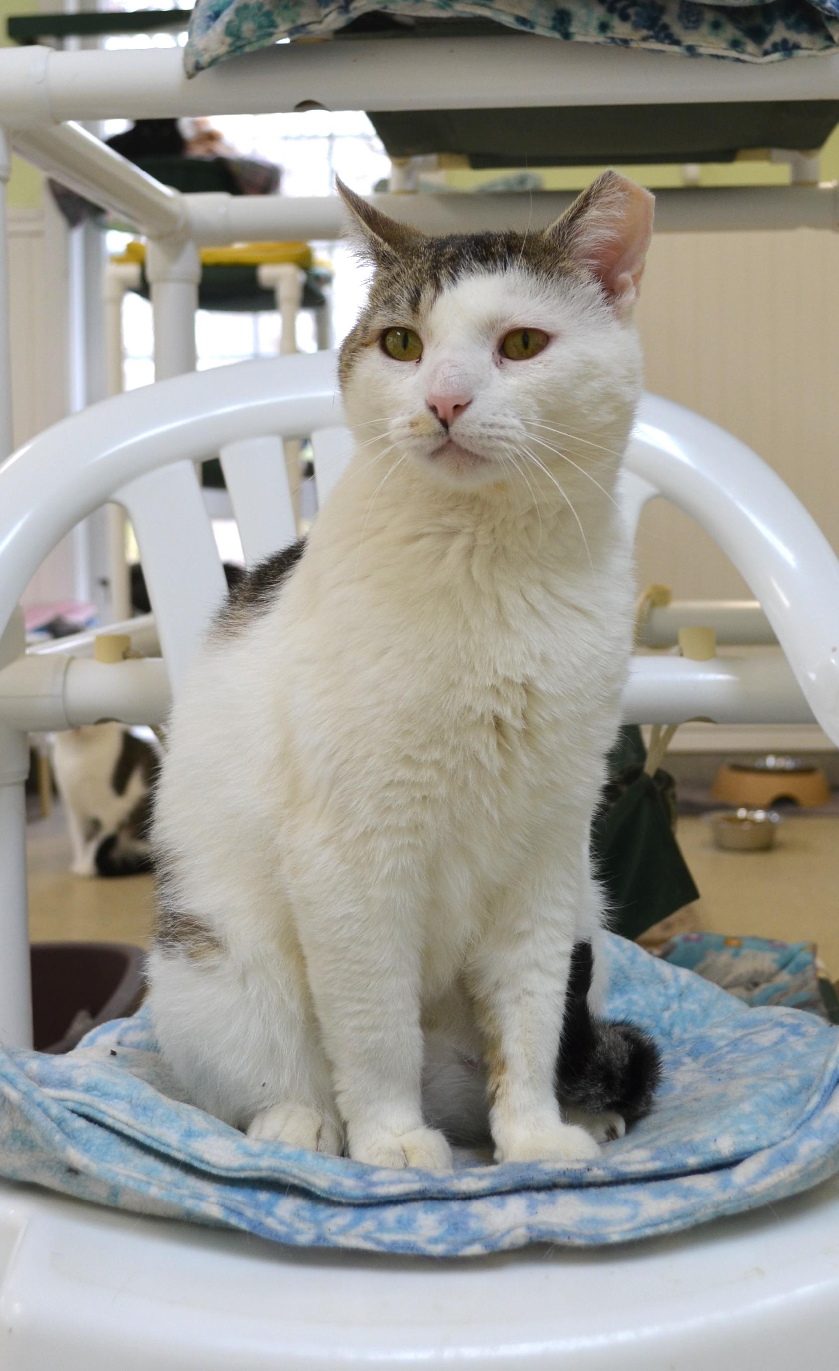 Manny, a ADOPTABLE Domestic Short Hair in Westbrook, CT image 3/5