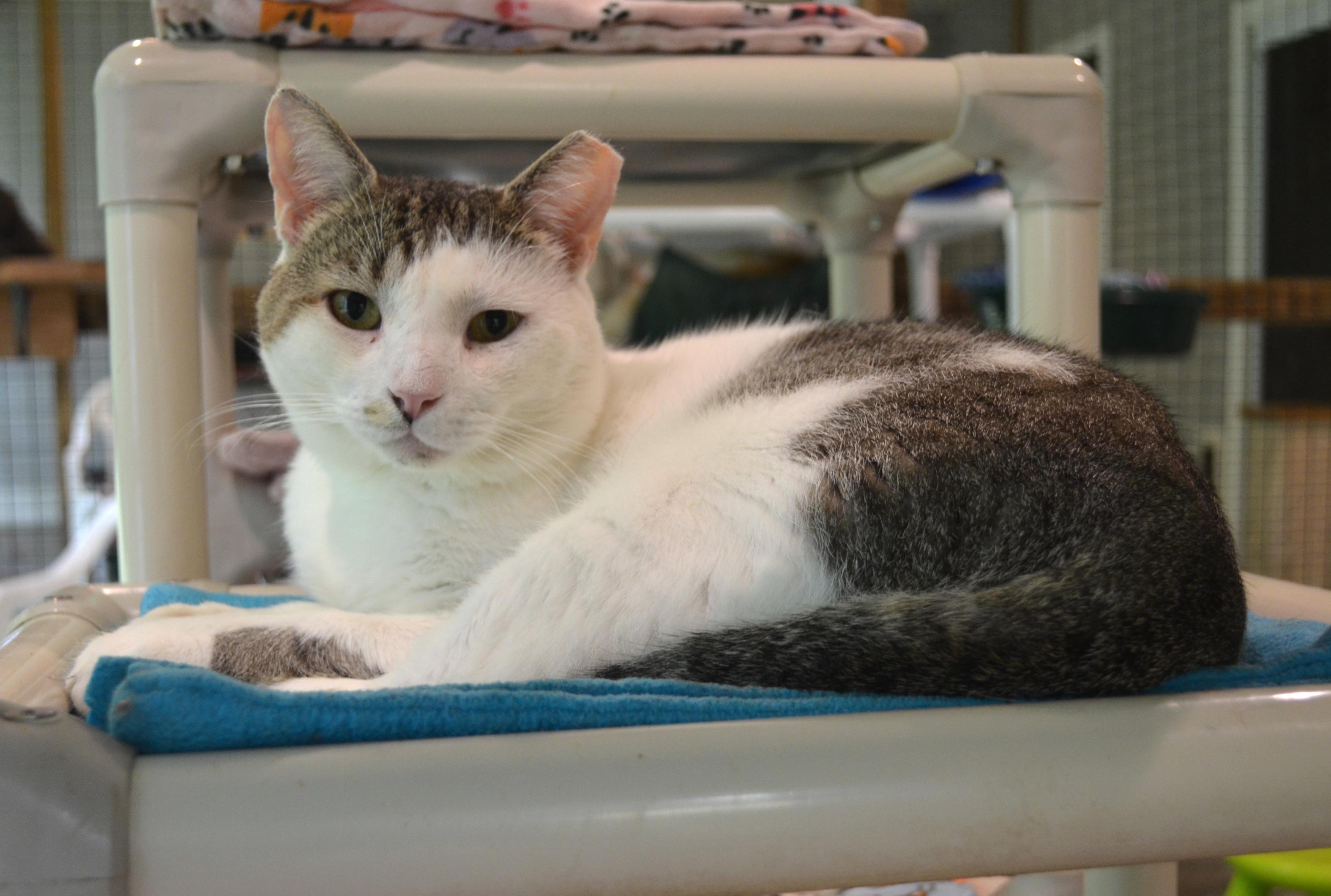 Manny, a ADOPTABLE Domestic Short Hair in Westbrook, CT image 1/6