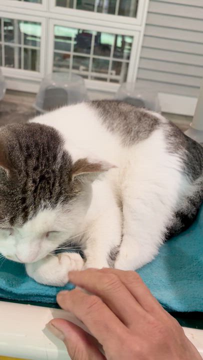Enlarge Manny, a ADOPTABLE Domestic Short Hair in Westbrook, CT video 4/6