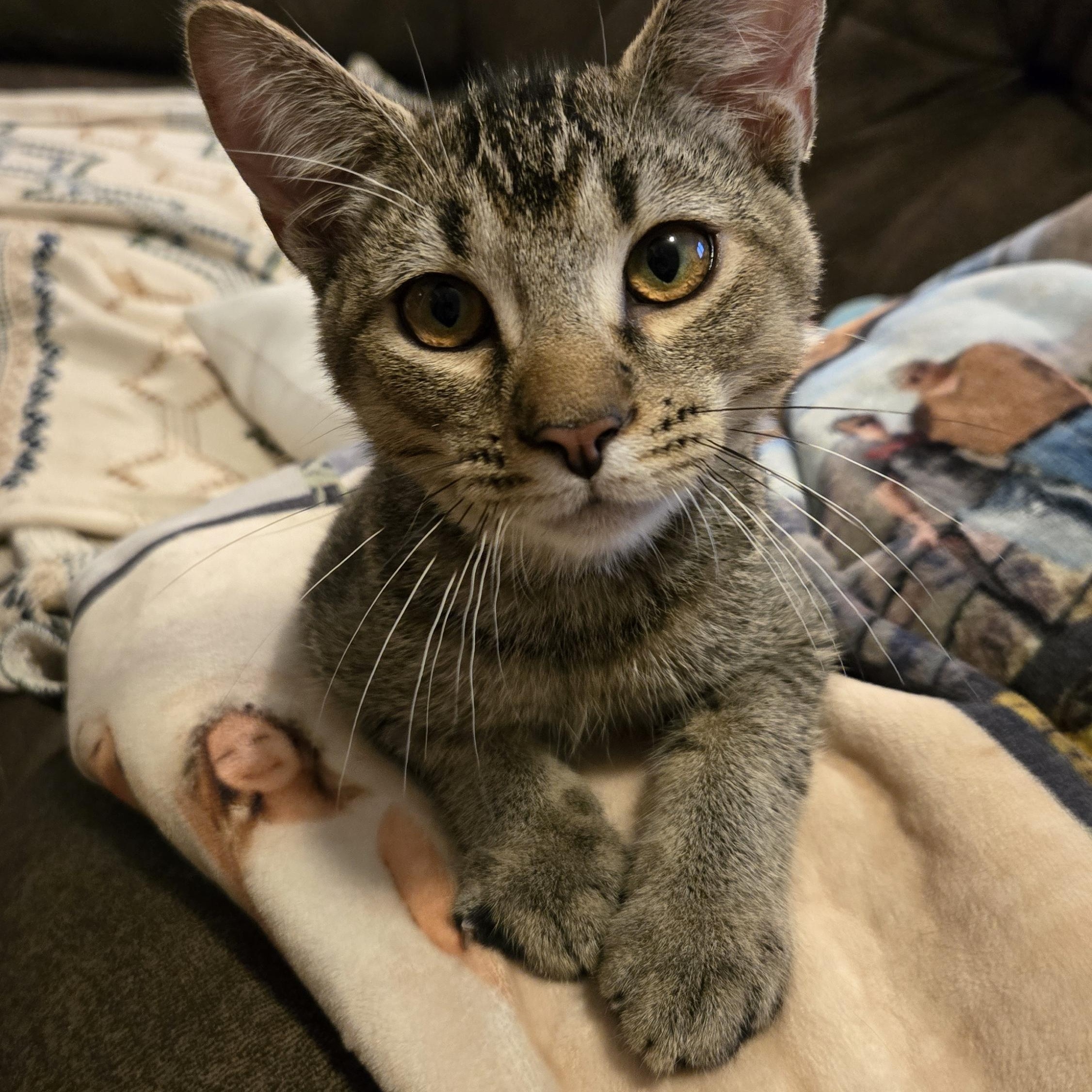 Enlarge Colby, a ADOPTABLE Domestic Short Hair in Shippenville, PA image 1/2