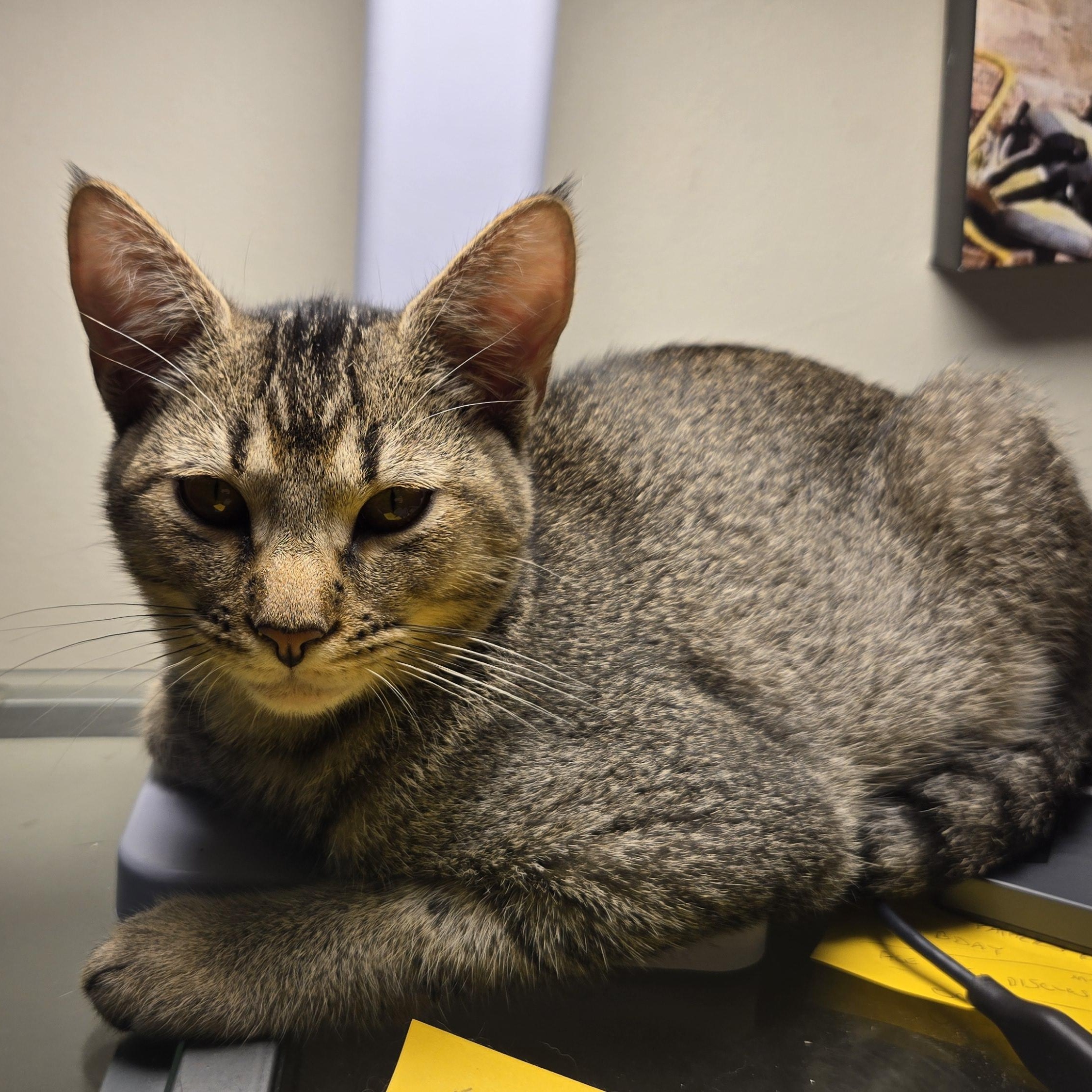 Enlarge Colby, a ADOPTABLE Domestic Short Hair in Shippenville, PA image 2/2