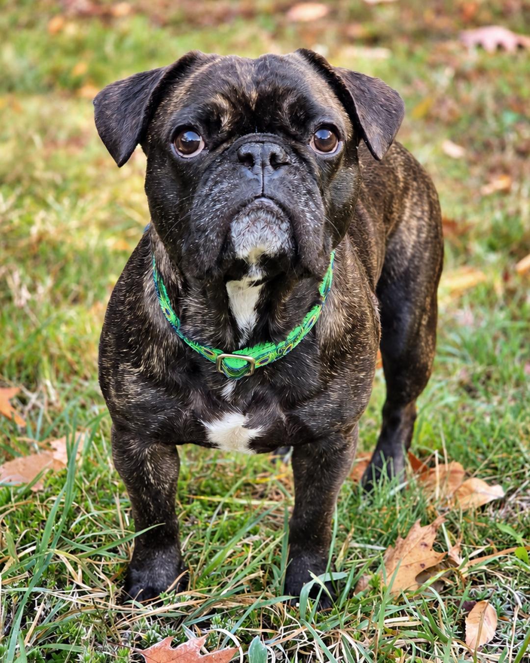 Hamster, Adoptable, Adult Male Pug & French Bulldog.