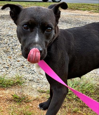 Enlarge 25-114 Stitch, a Adoptable Mixed Breed in Barnesville, GA image 1/1