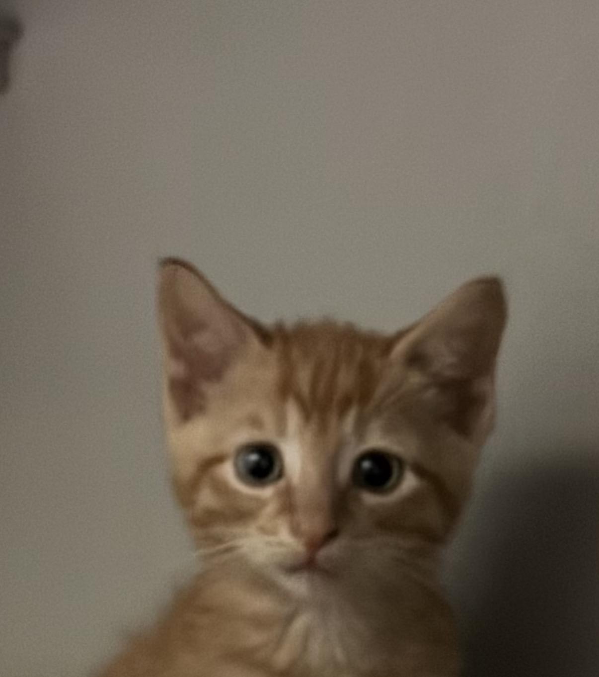 Enlarge Dickory, a ADOPTABLE Domestic Short Hair in Honesdale, PA image 1/1