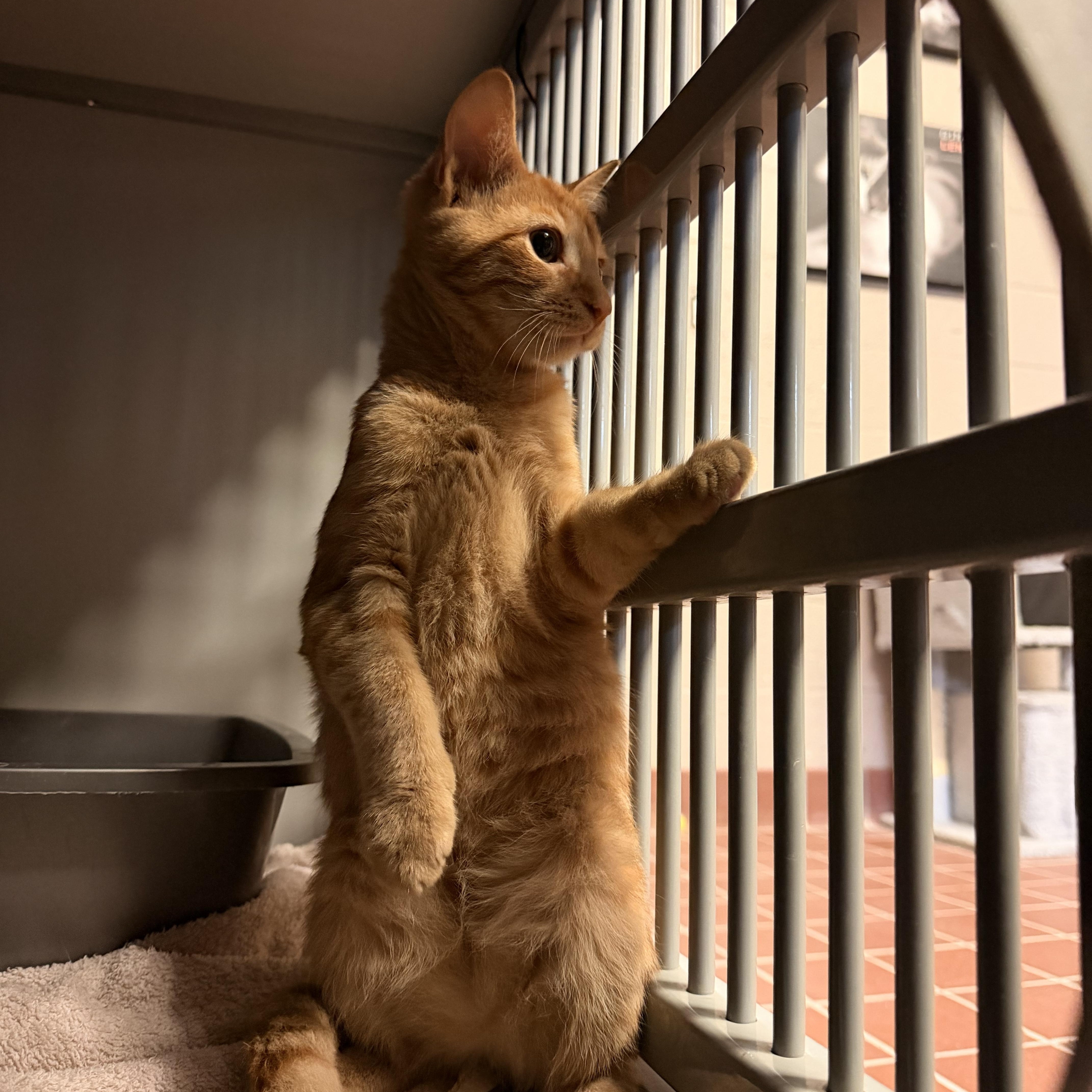 Enlarge Dickory, a Adoptable Domestic Short Hair in Honesdale, PA image 1/2