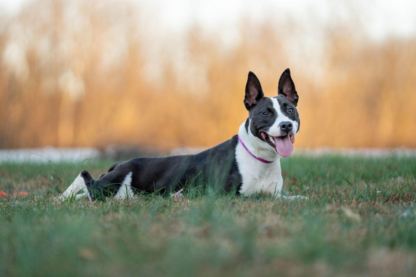 Artemis, a Adoptable American Staffordshire Terrier in Columbia, MD image 1/3