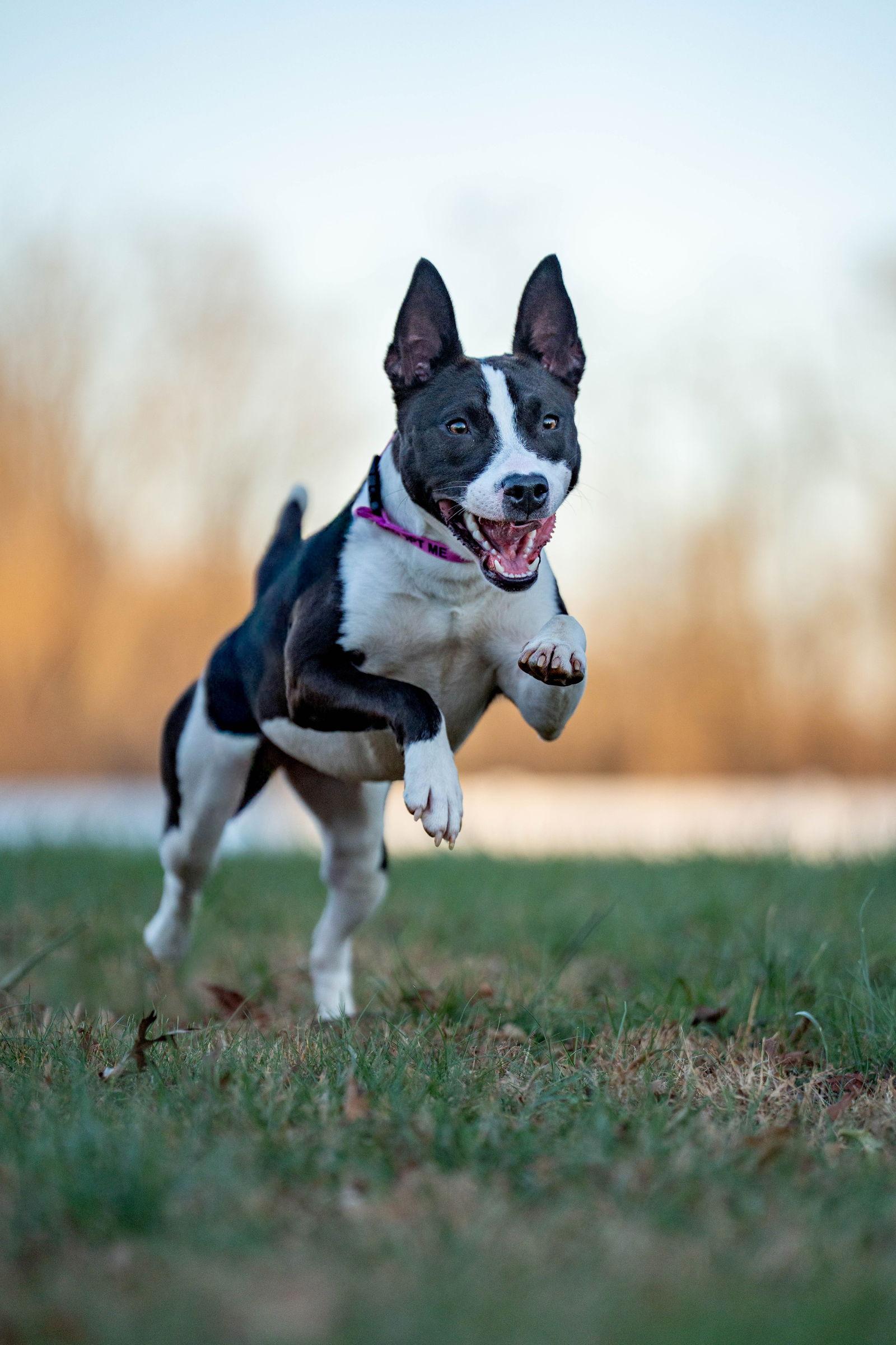 Artemis, a Adoptable American Staffordshire Terrier in Columbia, MD image 2/3