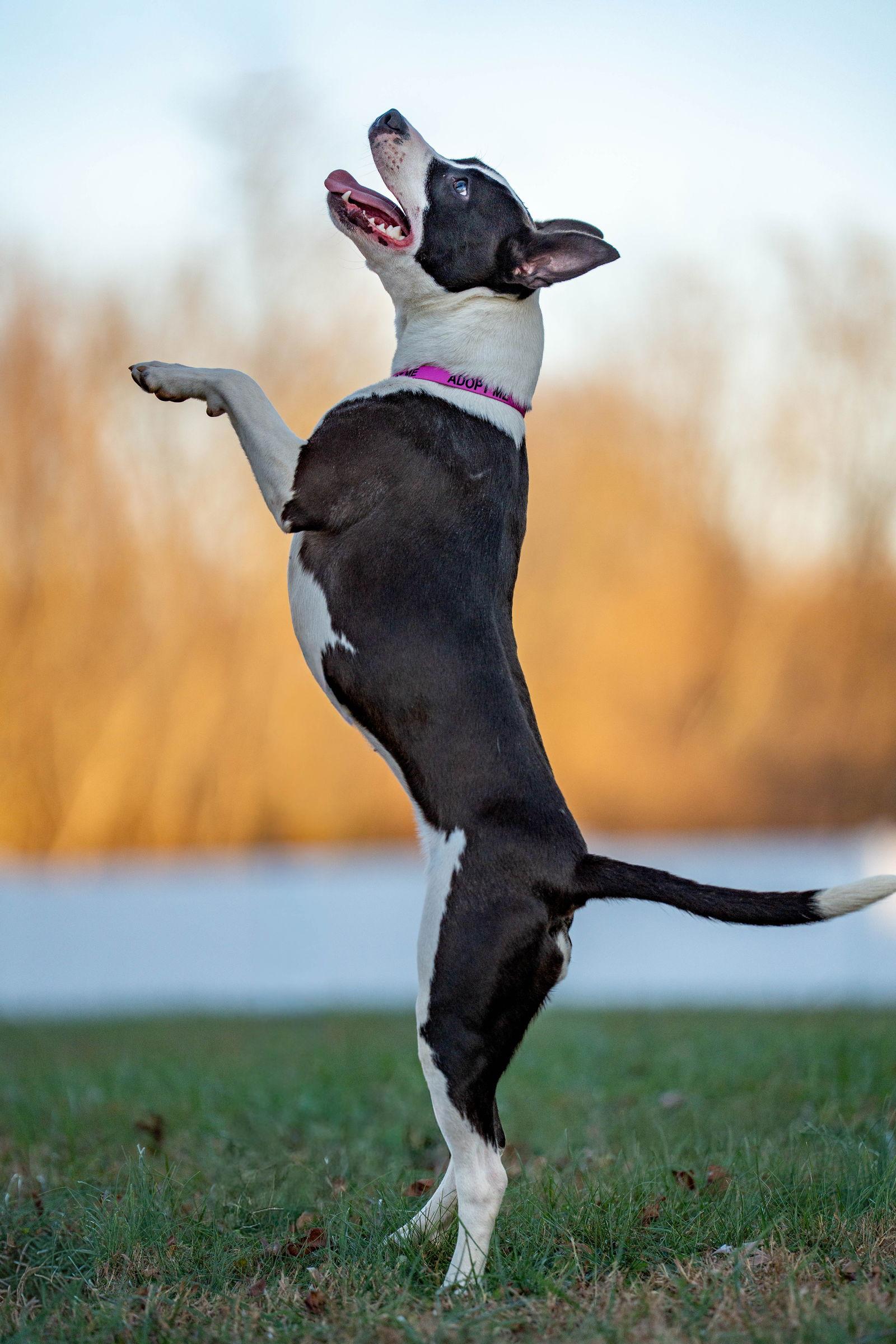 Artemis, a Adoptable American Staffordshire Terrier in Columbia, MD image 3/3