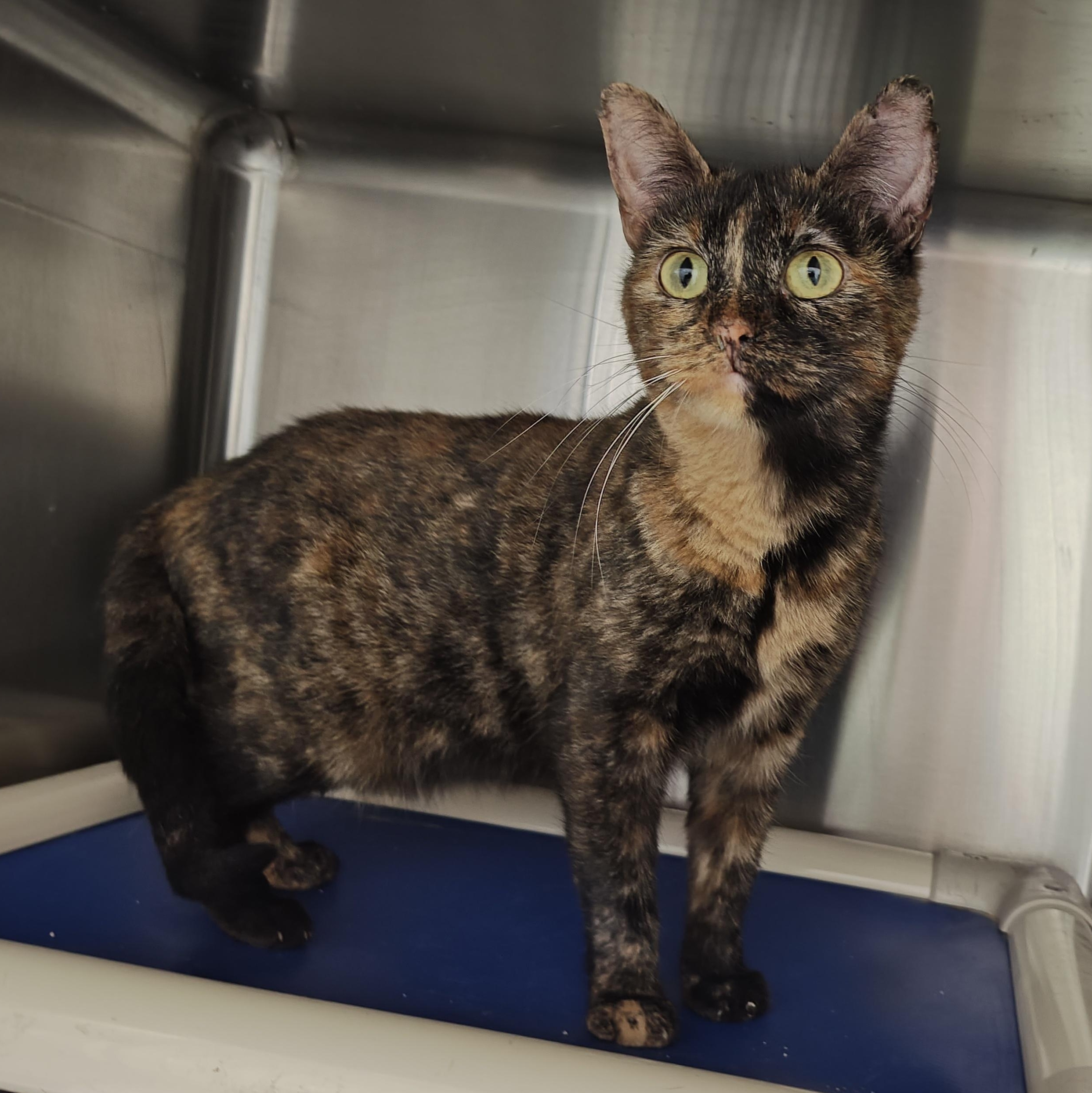 Tafty, Adoptable, Adult Female Domestic Short Hair.